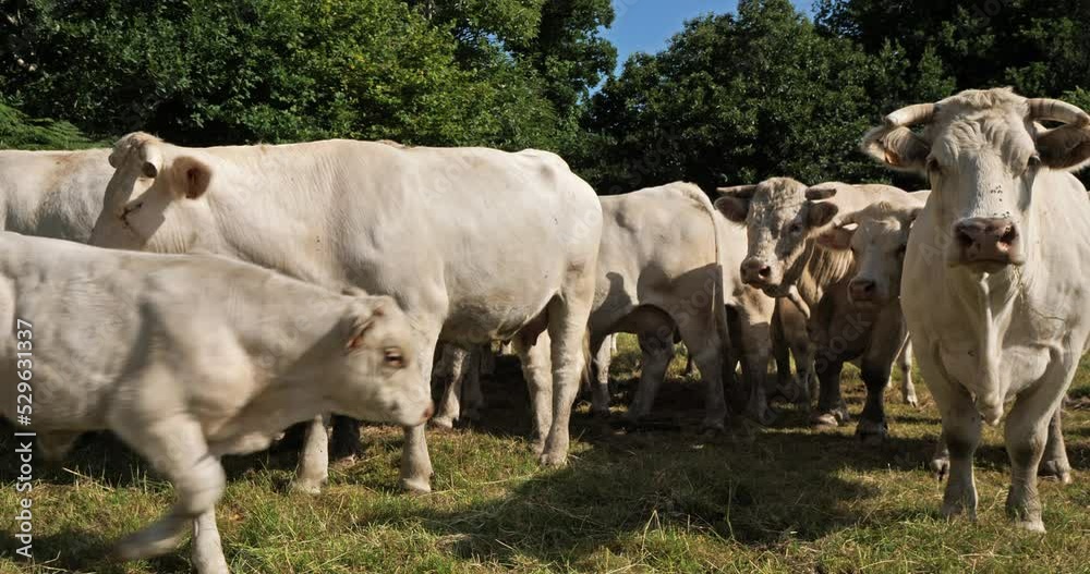 Charolais cattle. The Charolais is the second-most numerous cattle breed in France. Charolais cattle. The Charolais is the second-most numerous cattle breed in France.