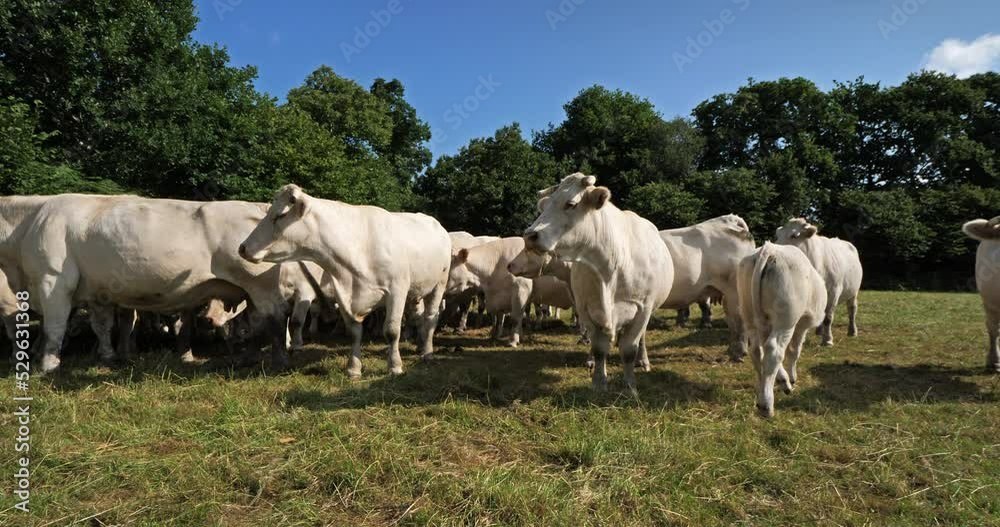 Charolais cattle. The Charolais is the second-most numerous cattle breed in France. Charolais cattle. The Charolais is the second-most numerous cattle breed in France.