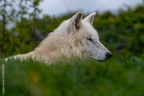 Fototapeta Naklejka Na Ścianę i Meble -  Hudson Bay wolf (subspecies of grey wolf) in captivity at Woodside Wildlife Park in Lincolnshire, UK