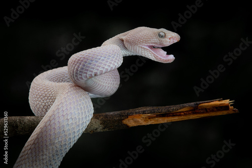 Pinkish grey mangrove pit viper Trimeresurus purpureomaculatus after shedding skin with black background photo