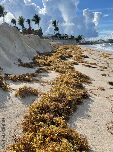 Photos sandy beach invaded with seaweed