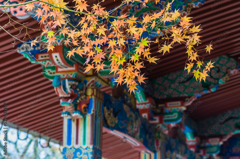 京都の紅葉