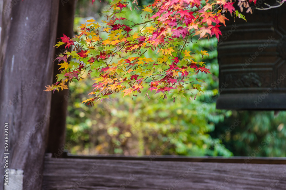 京都の紅葉
