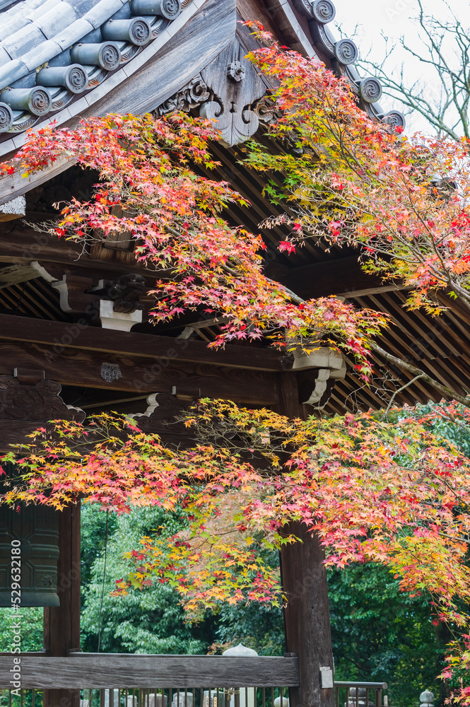 京都の紅葉