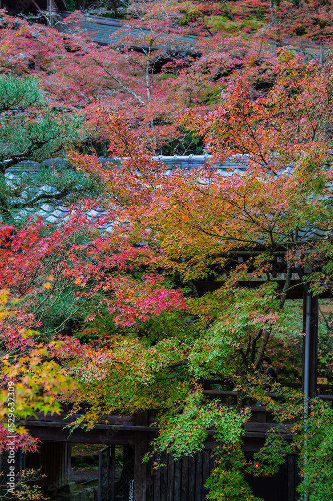京都の紅葉