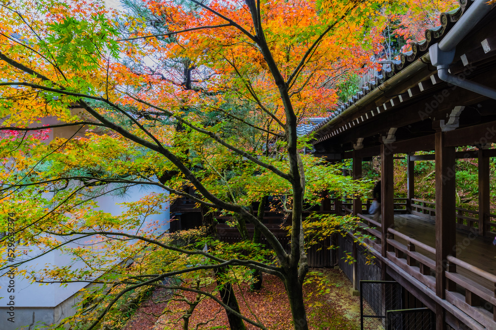 京都の紅葉