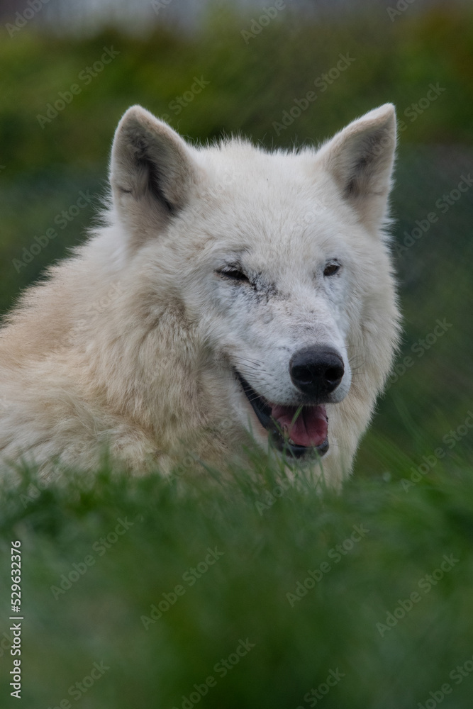 Hudson Bay wolf (subspecies of grey wolf) in captivity at Woodside Wildlife Park in Lincolnshire, UK