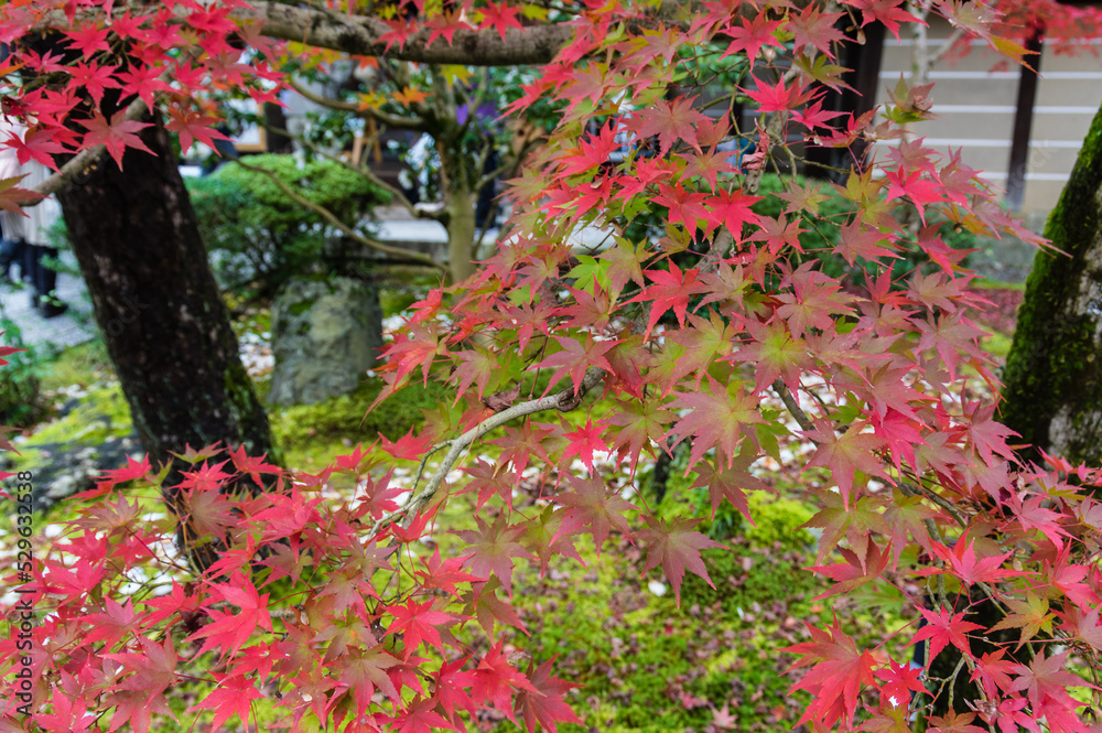 京都の紅葉