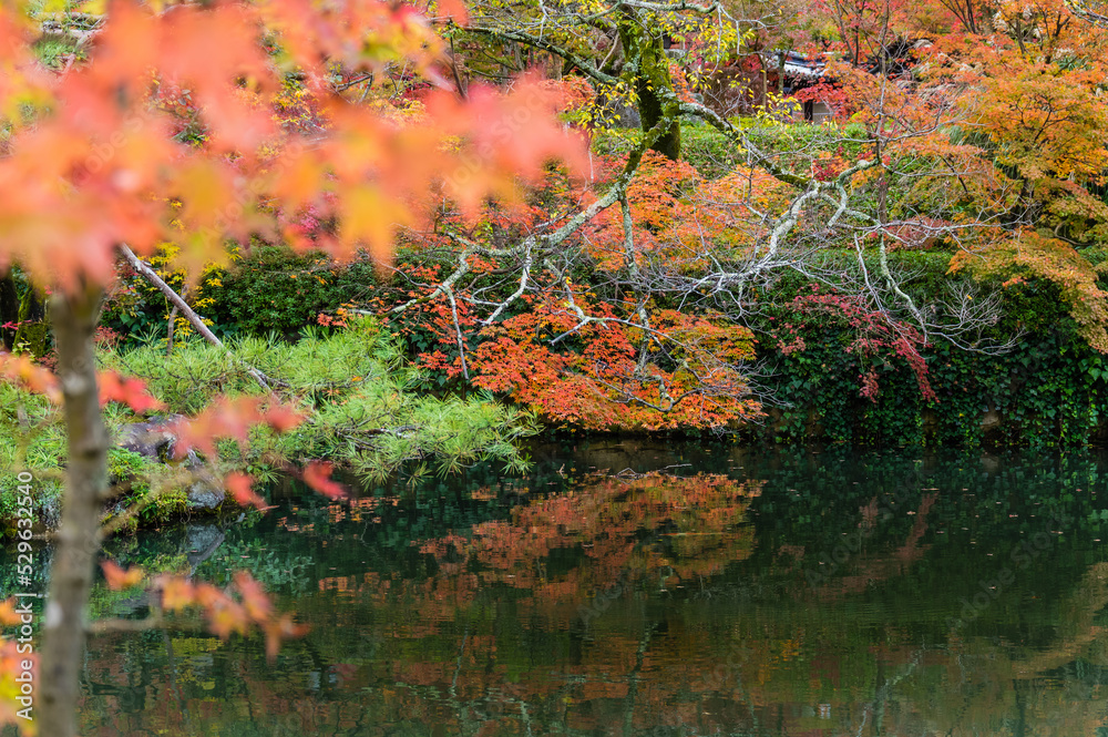京都の紅葉