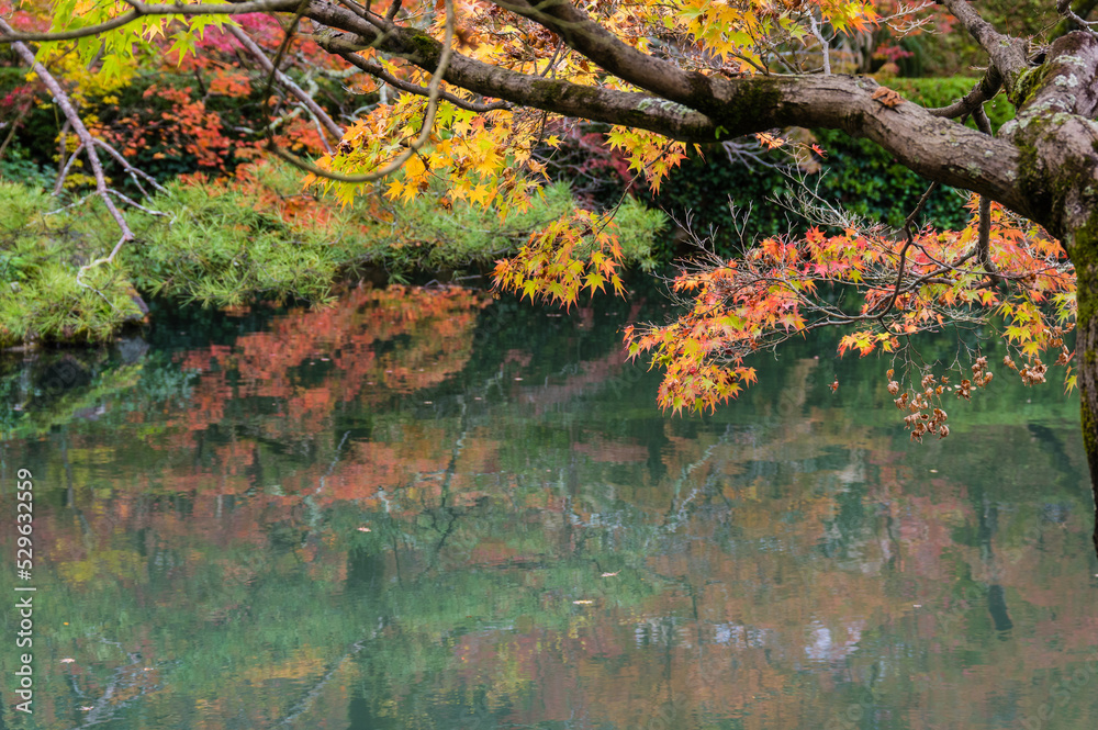 京都の紅葉