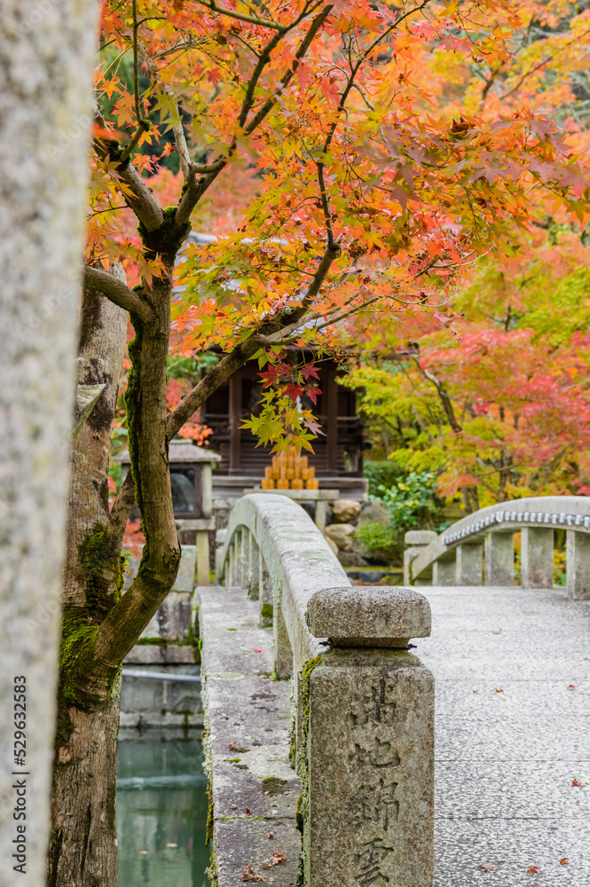 京都の紅葉