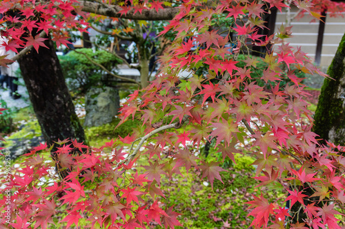 Obraz na płótnie 京都の紅葉 w salonie