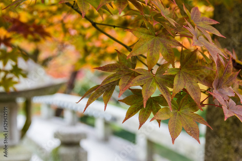 Obraz na płótnie 京都の紅葉 w salonie