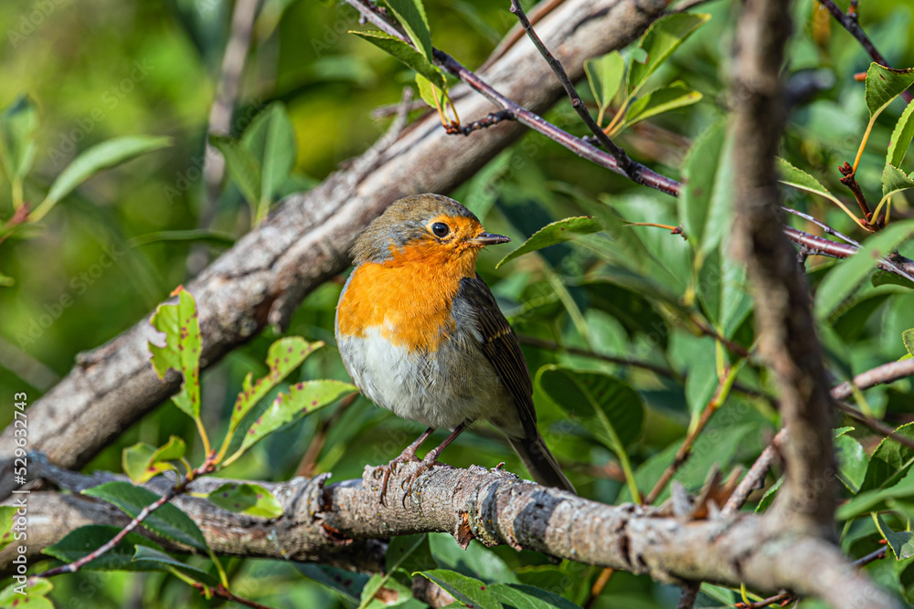 Small orange-breasted bird Erithacus rubecula sits on a dry branch Small orange-breasted bird Erithacus rubecula sits on a dry branch