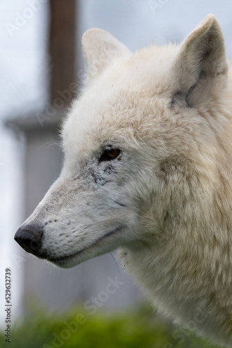 Hudson Bay wolf (subspecies of grey wolf) in captivity at Woodside Wildlife Park in Lincolnshire, UK