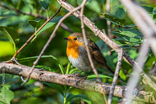 Small orange-breasted bird Erithacus rubecula sits on a dry branch of a bush
