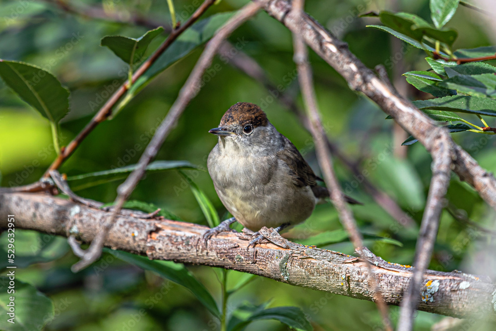 A small bird with a dark brown cap Sylvia atricapilla hides in the depths of the green foliage of a shrub A small bird with a dark brown cap Sylvia atricapilla hides in the depths of the green foliage of a shrub