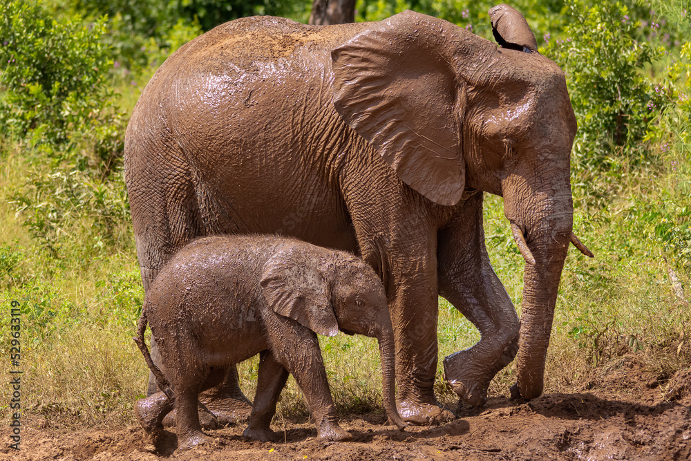 Fototapeta premium African bush elephant (Loxodonta africana), also known as the African savanna elephant - mother with calf after bath in mud with green background. Photo from Chobe River front Reserve in Botswana.
