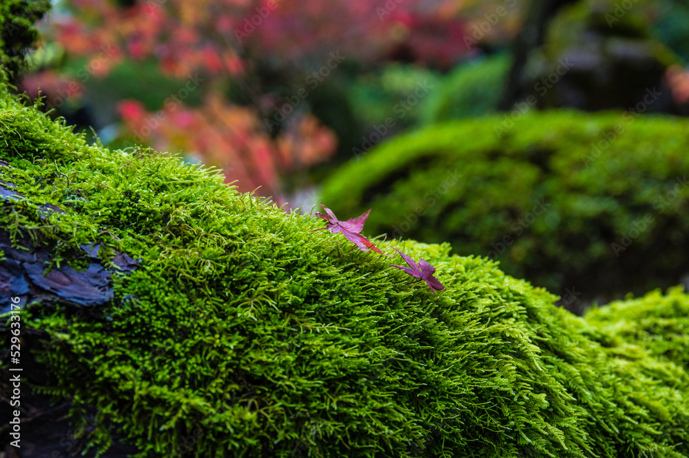 京都の秋