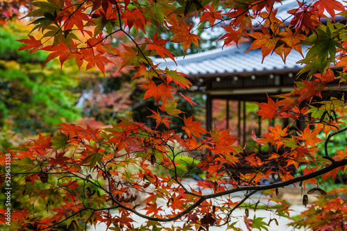 京都の秋