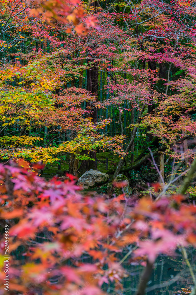 京都の秋