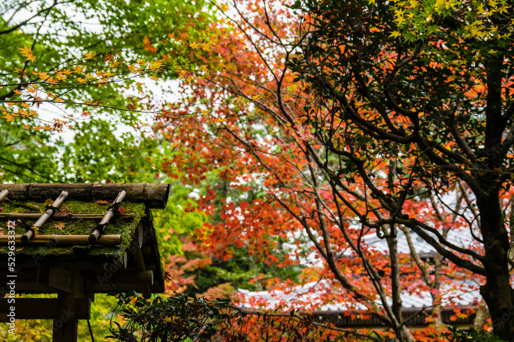 京都の秋