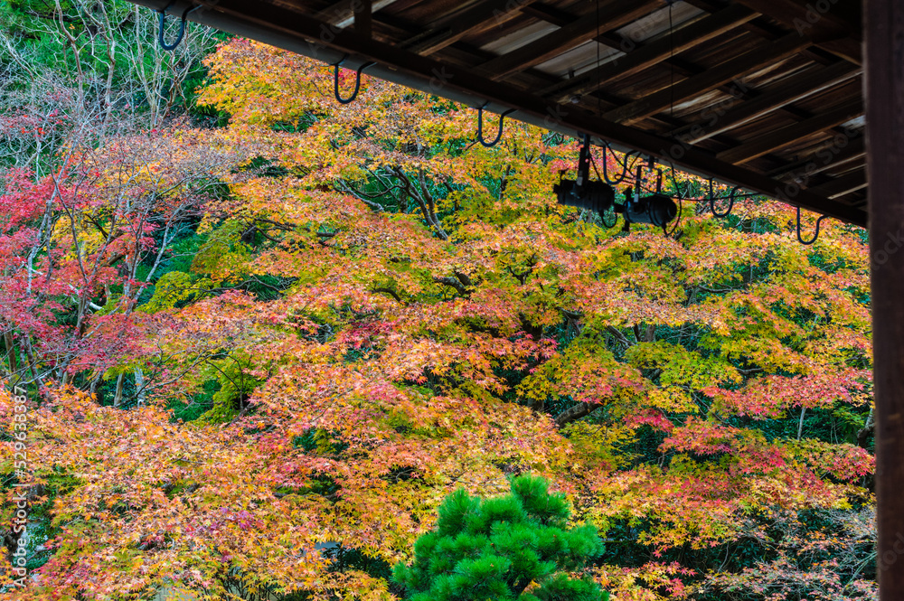 京都の秋