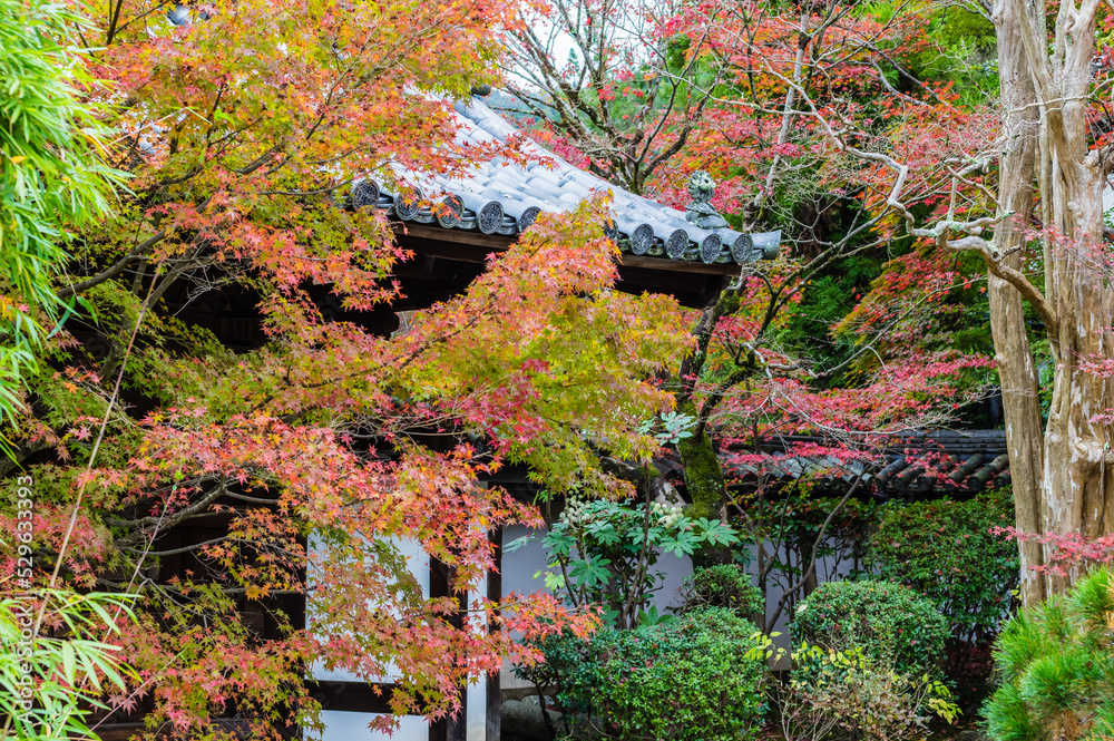 京都の秋
