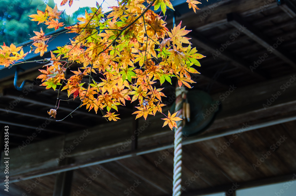 京都の秋