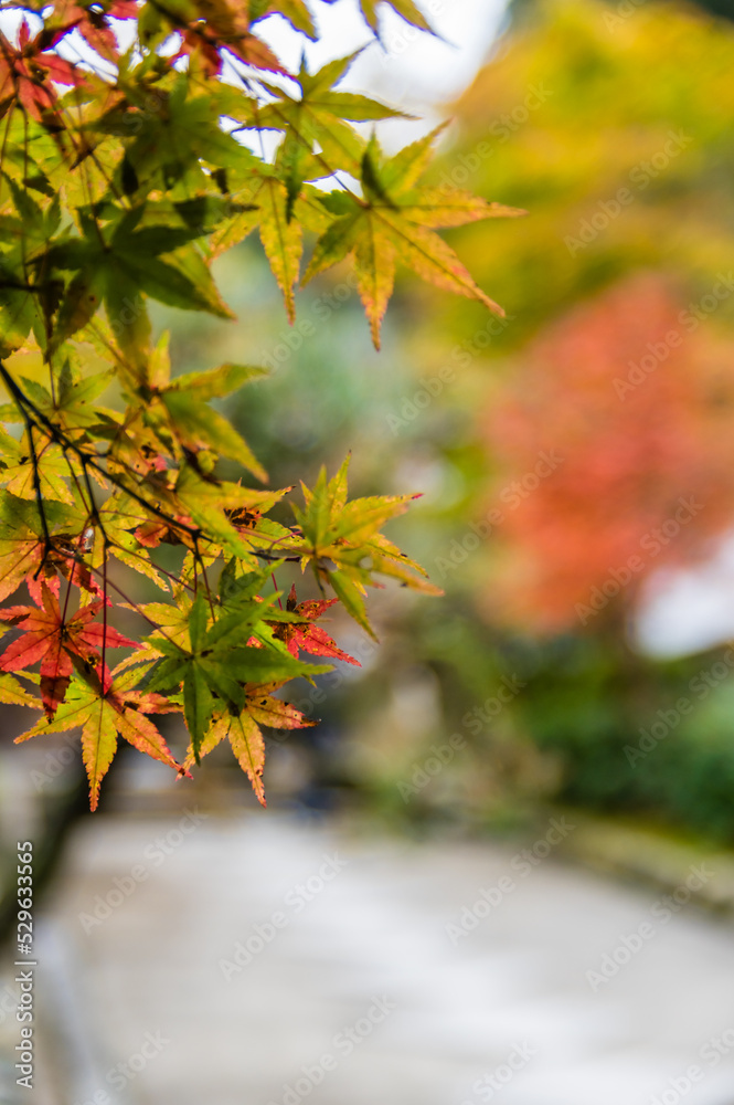 京都の秋