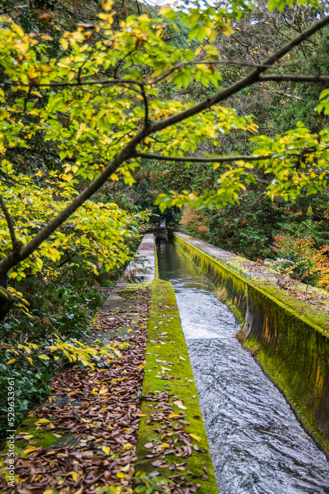 京都の紅葉