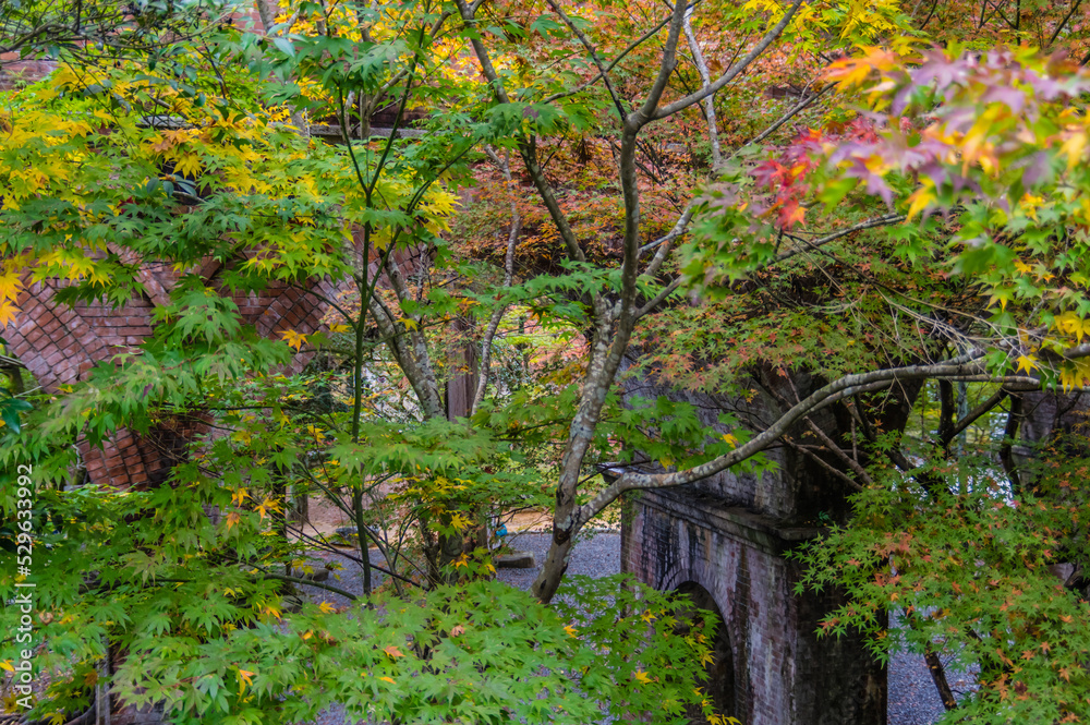 京都の紅葉
