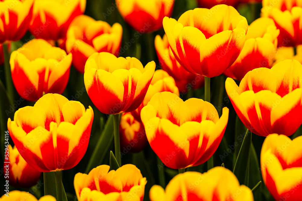 Tulips Tulips