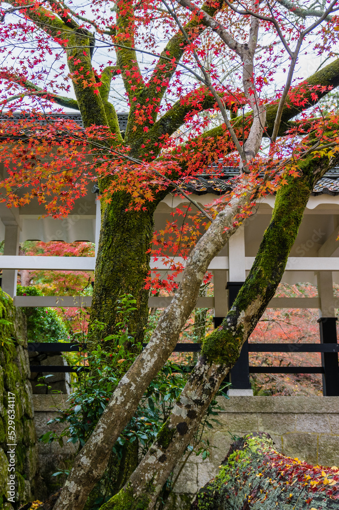 京都の紅葉