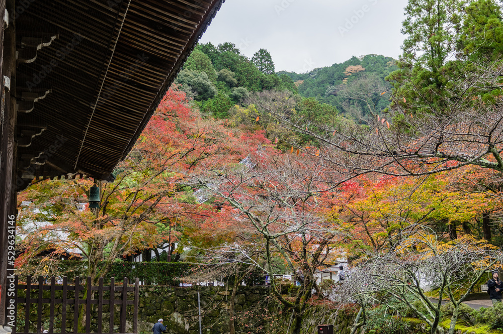 京都の紅葉