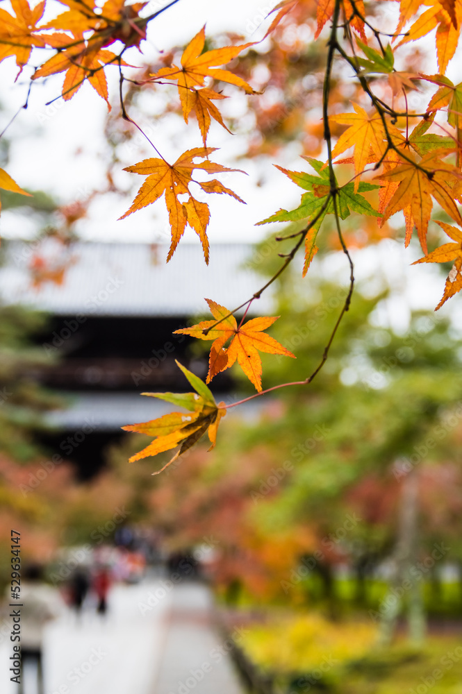 京都の紅葉