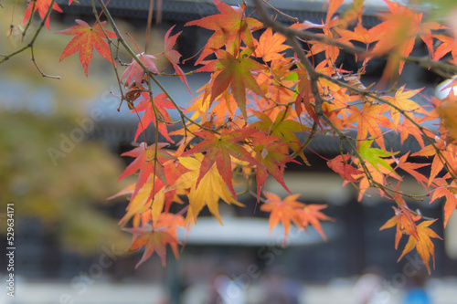 Obraz na płótnie 京都の紅葉 w salonie