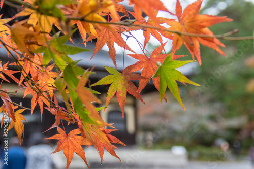 京都の紅葉