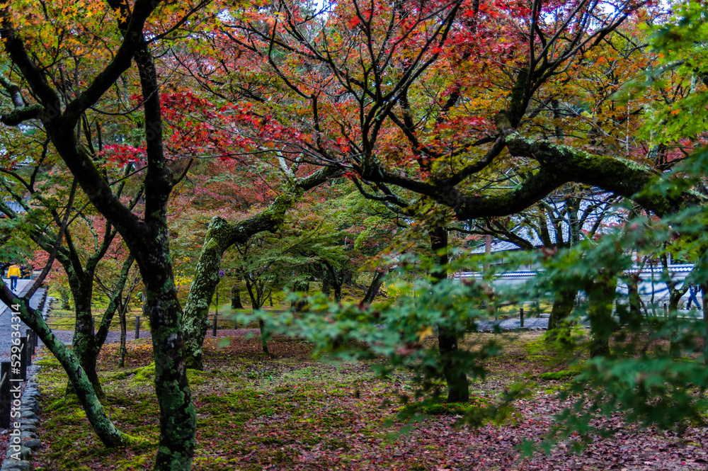 京都の紅葉