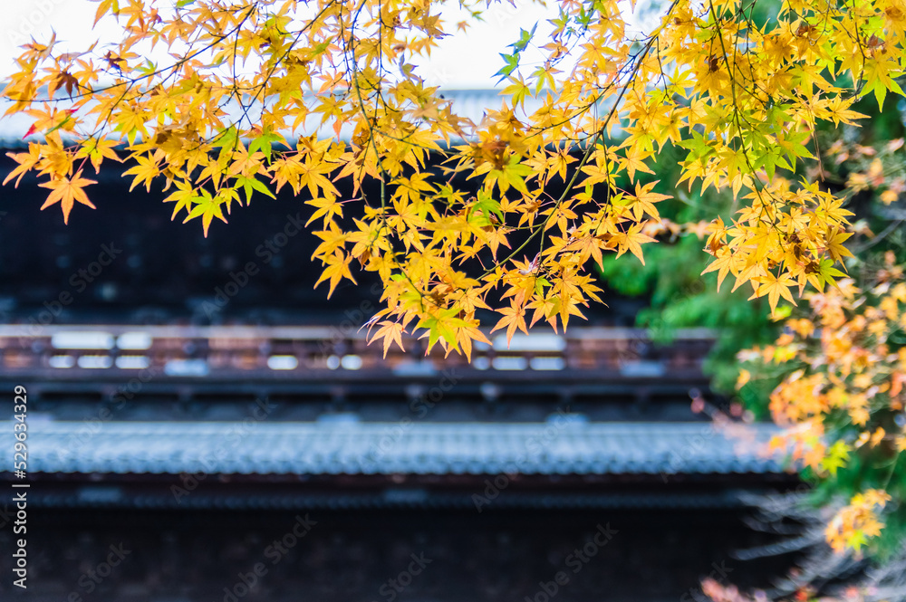 京都の紅葉