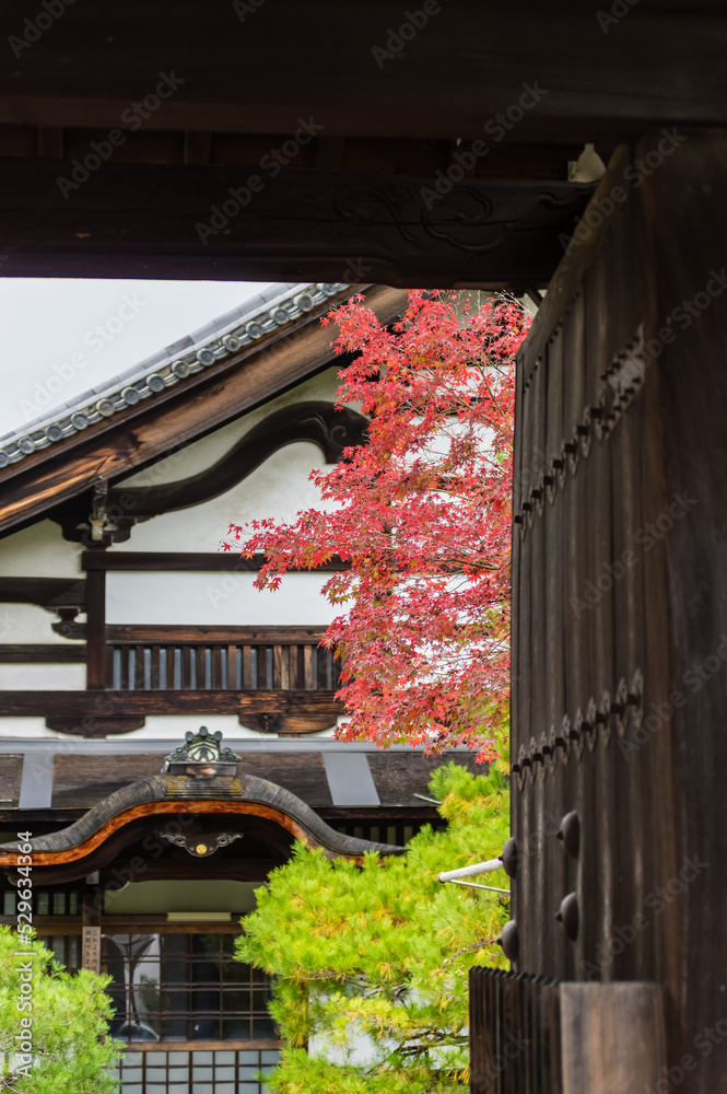 京都の紅葉