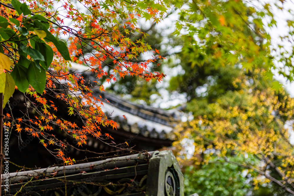 京都の紅葉
