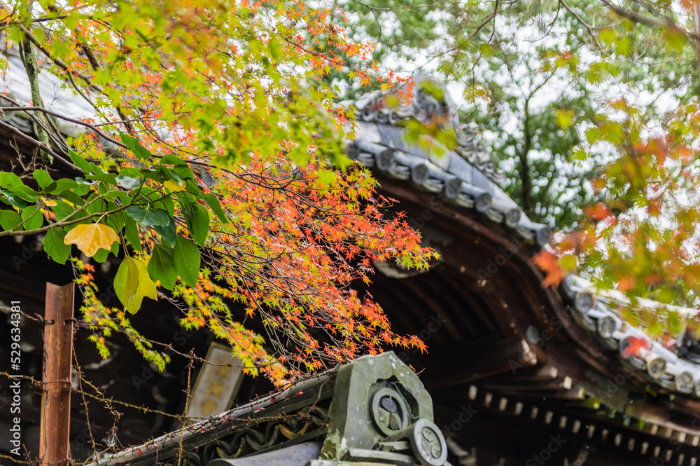 京都の紅葉