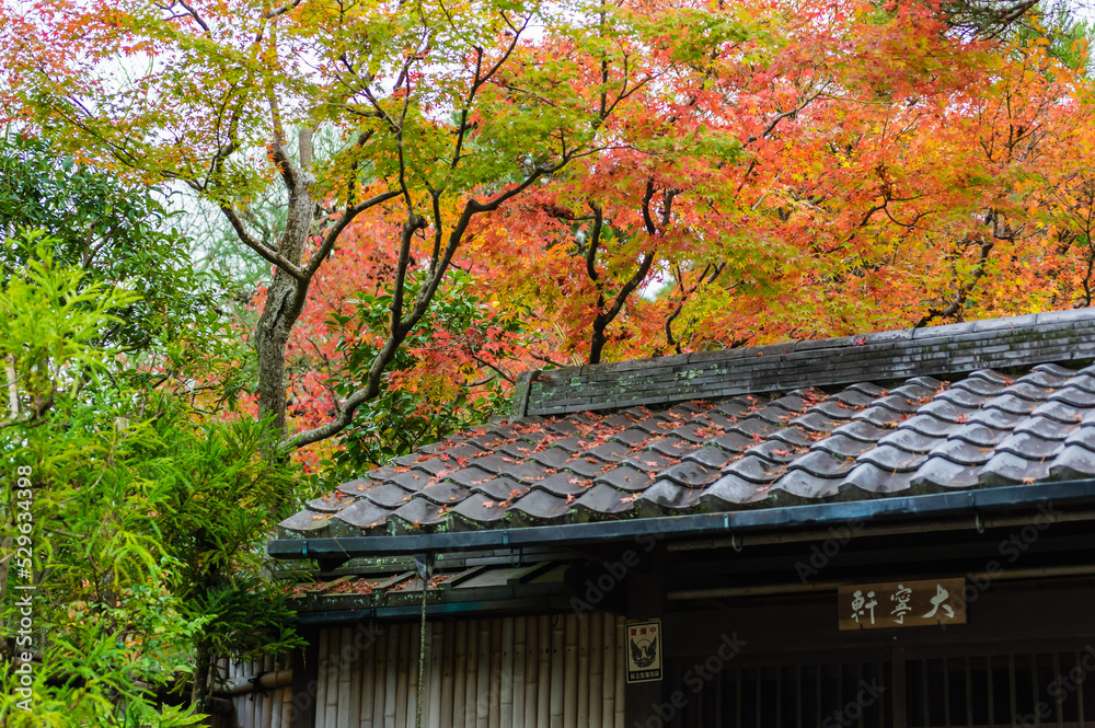 京都の紅葉