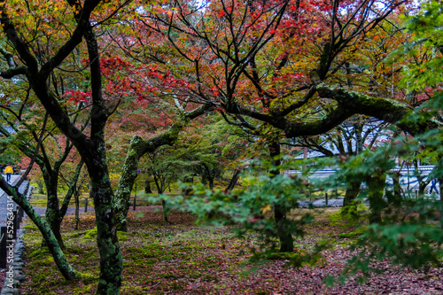 京都の紅葉