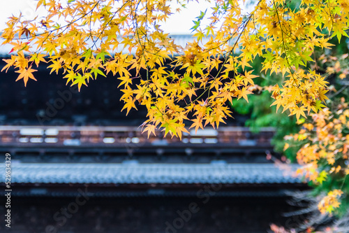 Obraz na płótnie 京都の紅葉 w salonie
