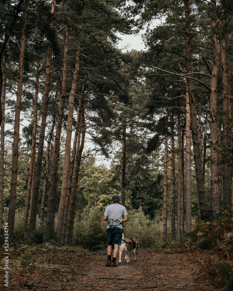 Obraz premium man and dog walking in woodland