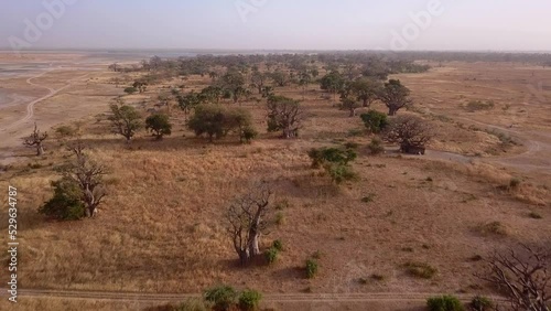 Aerial footage of dry land with bushes, baobab and other tropical trees, Saloum river delta in background, Palmarin, Senegal, descending backward over dry land. photo