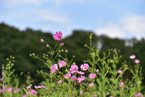 pink flowers in the field