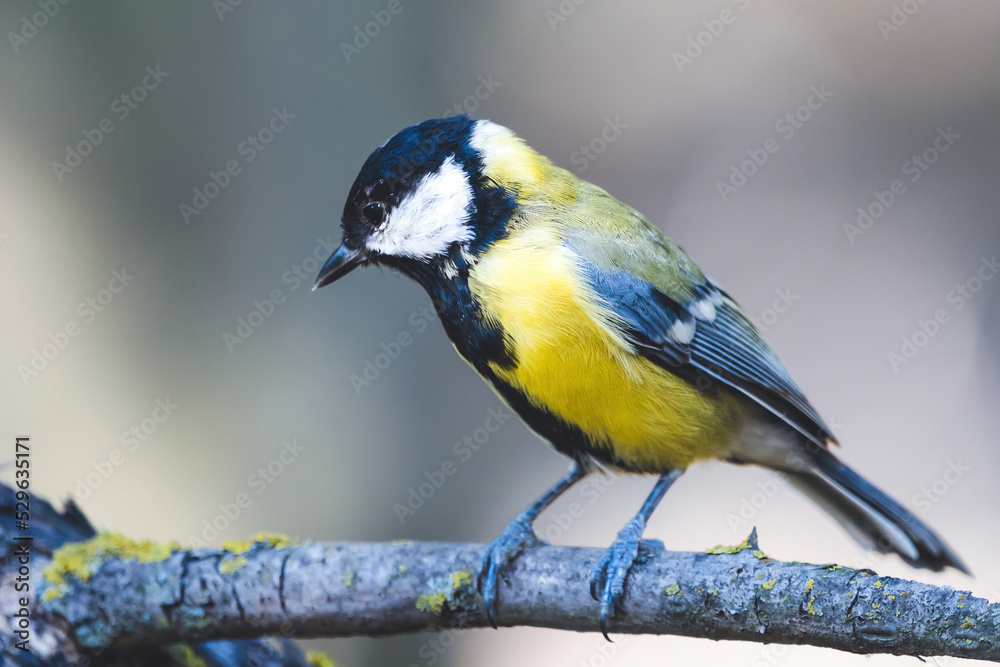 Obraz premium Great tit on branch with beautiful summer background. Little songbird in nature forest. Wildlife scene from nature.